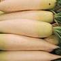 200px-daikon.japan.jpg